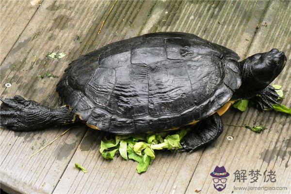 發夢夢到龜文是什麼意思