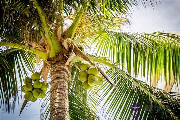 發夢夢到椰子樹是什麼意思