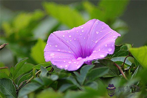 發夢夢到牽牛花是什麼意思