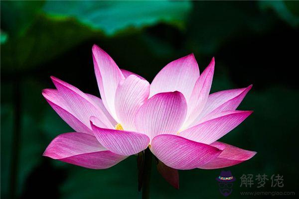 發夢夢到蓮花是什麼意思
