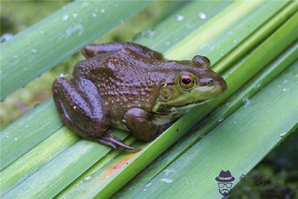 發夢夢到牛蛙是什麼意思 發夢夢到牛蛙是什麼意思