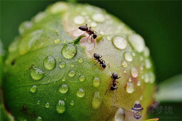 發夢夢到嘴內有蟲是什麼意思 發夢夢到嘴內有蟲是什麼意思