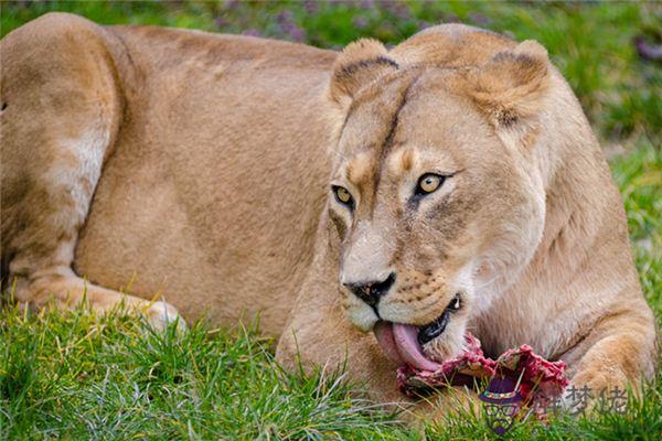 發夢夢到猛獸是什麼意思