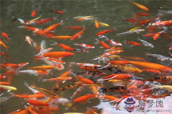 發夢夢到喂魚是什麼意思