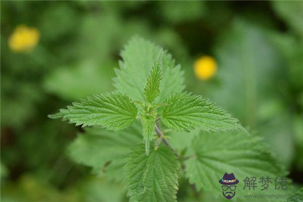 發夢夢到蕁麻是什麼意思