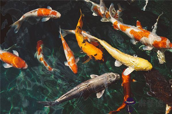 發夢夢到送魚撿魚是什麼意思