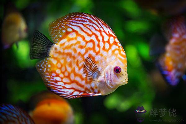 發夢夢到魚在水里游