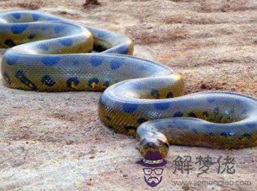 夢見蟒蛇纏身什麼意思?