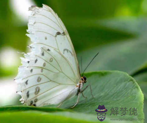 夢見白蝴蝶在面前飛什麼意思?夢見白蝴蝶飛進家是什麼預兆?