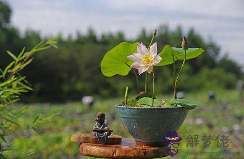 家里千萬不能養的6種花,望周知