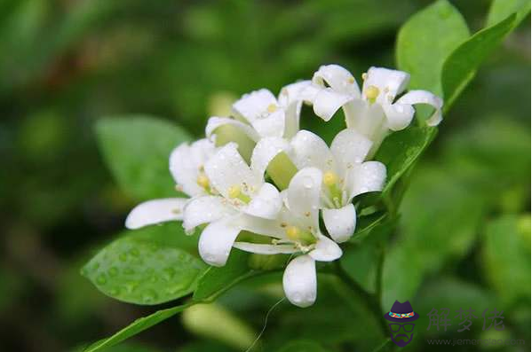 家里千萬不能養的6種花,望周知