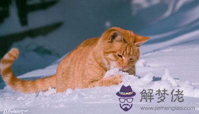 夢見吃雪什麼意思 有什麼預兆