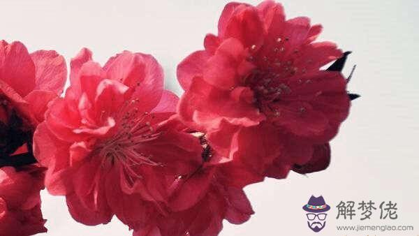 紅艷桃花的查法