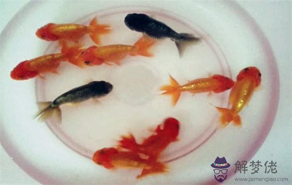 測自己適不適合養魚.jpg 測自己適不適合養魚.jpg