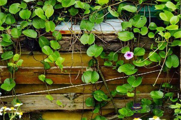 八字乙木日的人性格特征 八字乙木日的人性格特征