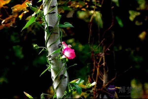 八字乙木日的人性格特征 八字乙木日的人性格特征