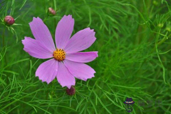 八字乙木日的人性格特征 八字乙木日的人性格特征