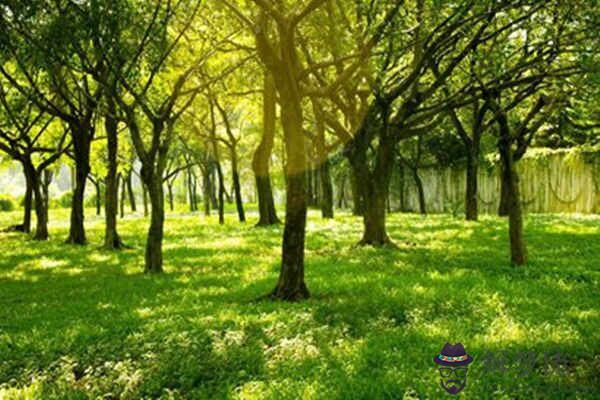 八字甲木日主的性格特征