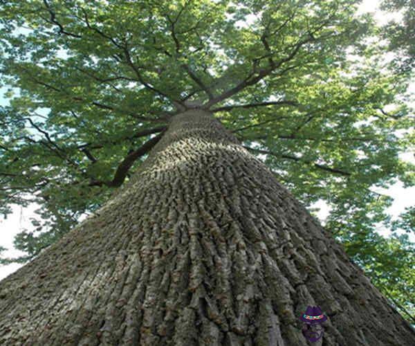 八字甲木日主的性格特征