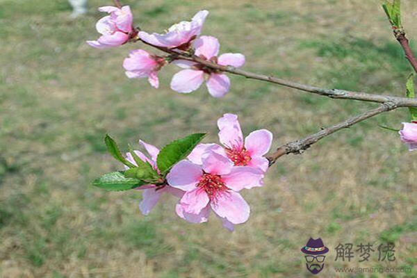 命帶桃花的人適合干哪些職業 命帶桃花的人適合干哪些職業