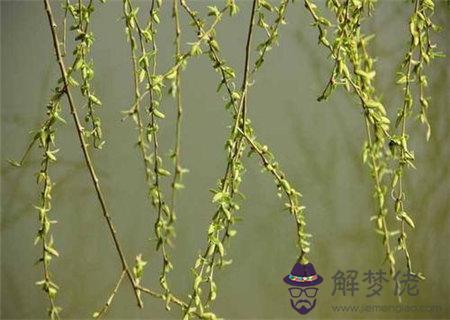 楊柳木命之人的運勢特征