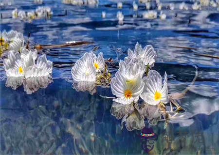 水性楊花的八字特征