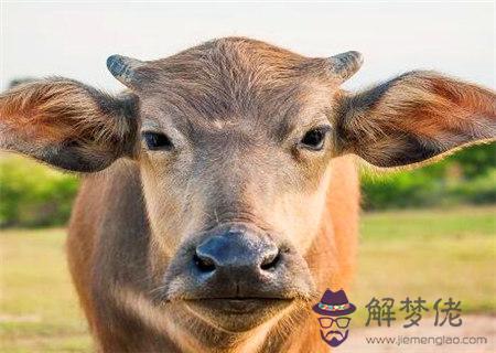 巾箱秘術之己丑日各月命斷口訣