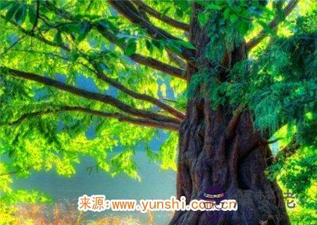 八字命理之甲木論