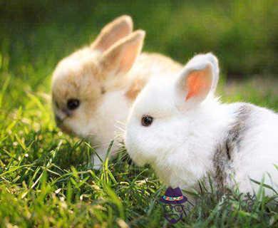 讓屬兔女沒有安全感的事情 讓屬兔女沒有安全感的事情