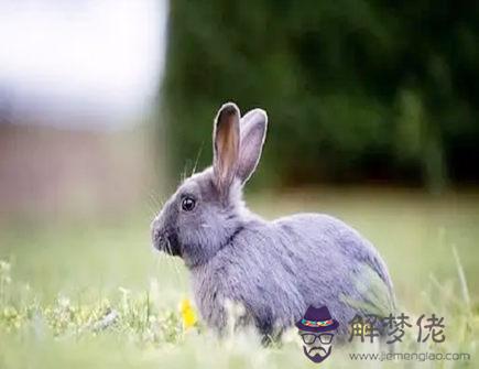 屬兔人心中比較浪漫的事情