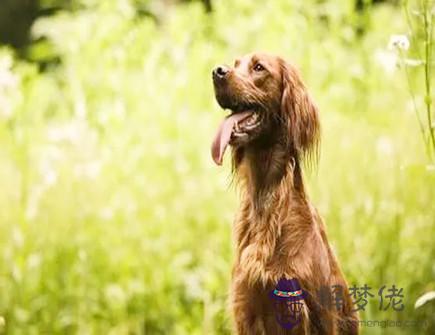 幾月份的屬狗人最有福氣