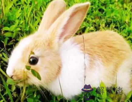 屬兔與屬鼠2021年生孩子好嗎