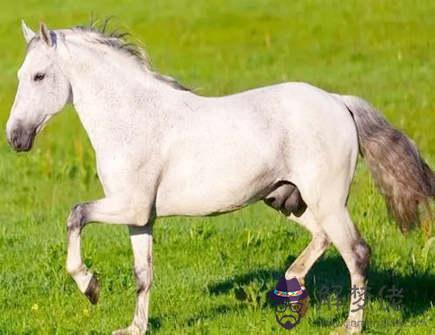 屬馬與屬鼠2021年生孩子好嗎