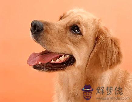 屬狗與屬鼠2021年生孩子好嗎 屬狗與屬鼠2021年生孩子好嗎