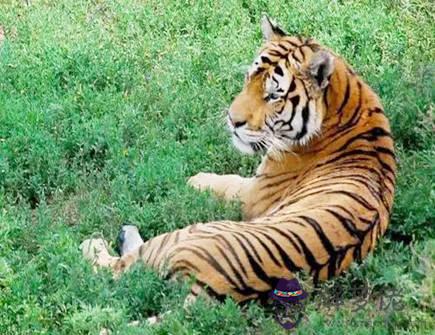 屬虎在哪些方面不自覺感到自卑 屬虎在哪些方面不自覺感到自卑