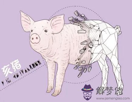 屬豬養什么寵物好