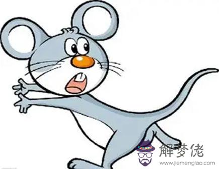 屬鼠養什么寵物好