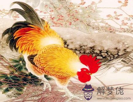 屬雞養什么寵物好
