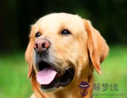 屬狗適合和什么屬相做生意