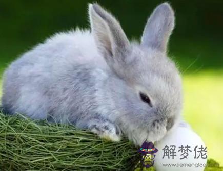 屬兔和屬鼠做生意怎么樣