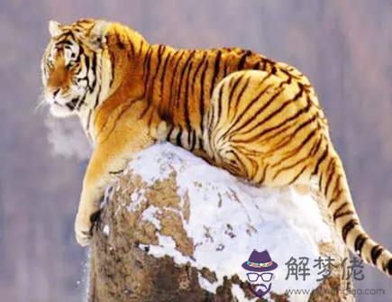屬虎和屬鼠婚姻怎么樣