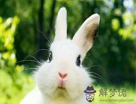 兔子1_副本.jpg