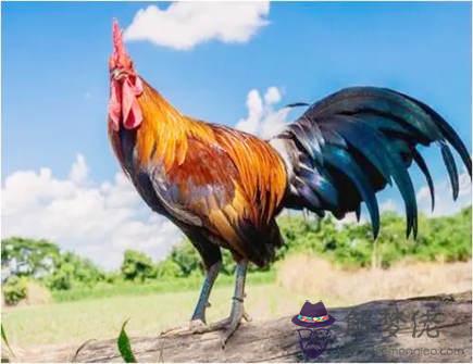 屬雞的下等婚配生肖有哪些