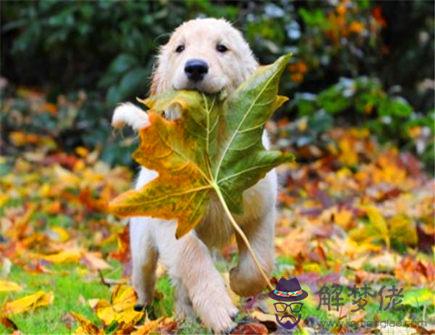 屬狗的上等婚配生肖有哪些