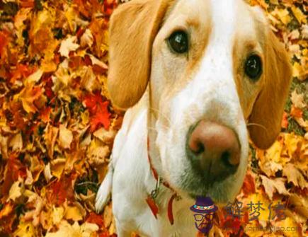 什么生肖和屬狗人相克 什么生肖和屬狗人相克