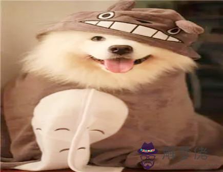 屬狗和屬鼠的孩子屬什么好 屬狗和屬鼠的孩子屬什么好