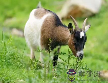 羊和狗1_副本.jpg 羊和狗1_副本.jpg