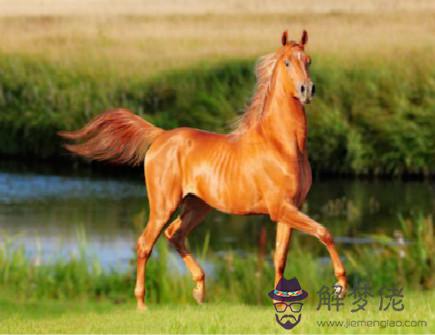 屬馬和屬蛇合不合 屬馬和屬蛇合不合