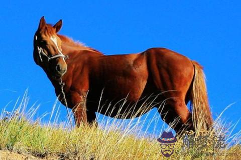 屬馬和屬馬合不合 屬馬和屬馬合不合