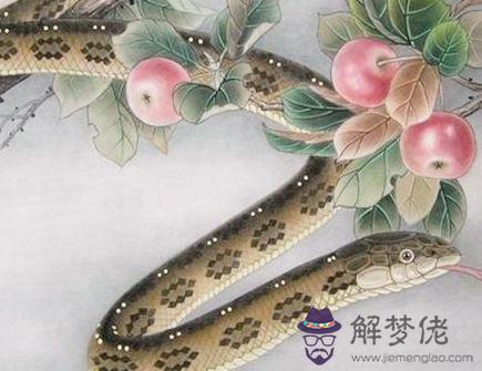 屬蛇和屬雞合不合 屬蛇和屬雞合不合